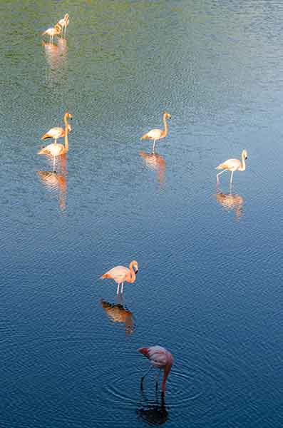 Flamenco - isla Isabela - islas Galápagos - Ecuador 5.jpg